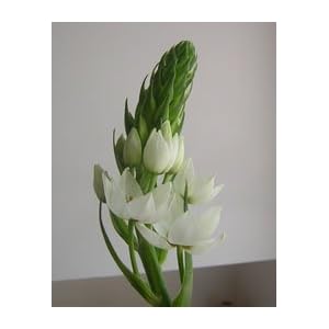 White Star Of Bethlehem 100 Flowers