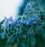Herb Borage 100 Seeds per Packet