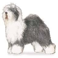 7.5cm x 5cm Acrylic Fridge Magnet-Sheepdog 1