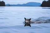 Secrets of the Coast Wolf