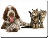ITALIAN SPINONE DOG & KITTENS Mouse Mat / Pad