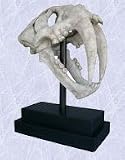 Saber toothed artifact statue Tiger Skull sculpture new