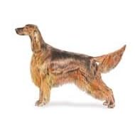 7.5cm x 5cm Acrylic Fridge Magnet-Irish Setter