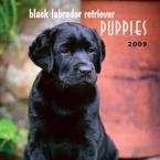 Black Labrador Retriever Puppies 2009 Mini Wall Calendar