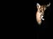 Cougar (Felis Concolor), Aka Puma or Mountain Lion, Arizona-Sonora Desert Museum, Tucson, U.S.A. Photographic Poster Print