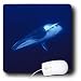 Kike Calvo Whales and Marine Mammals - Underwater Dwarf Minke Whale balaenoptera acutorostrata, in Great Barrier Reef Queensland, Australia - Mouse Pads