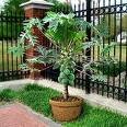 *EXOTIC*rare* DWARF PAPAYA*5 SEEDS*EZ GROW*sweet* #1059
