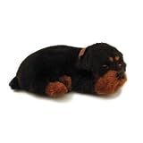 Perfect Petzzz Rottweiler