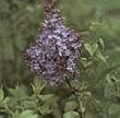 Lilac Lavender Lady Super One