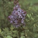 Lilac Lavender Lady Super One