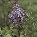 Lilac Lavender Lady Super One