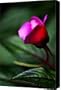 Dreams Realized Canvas Print / Canvas Art - Artist Linda Knorr Shafer