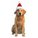Golden Retriever with Santa Hat Die-Cut Photographic Magnet