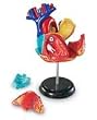 Heart Anatomy Model