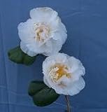 Review   / Camellia Angel