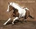What Horses Teach Us 2010 Wall Calendar