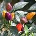 *BOLIVIAN RAINBOW CHILI PEPPER 25 seeds*RARE #1031