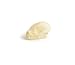 Fruit Bat Skull 1-2