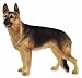 Dog & Pups Galore - German Shepherd