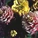 Grow Your Secret Garden Aquilegia Pom Poms
