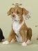 Boxer Angel Dog Christmas Ornament by Roman