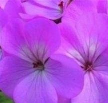 Geranium - Horizon Lavender - 10 Seeds Geranium - Horizon Lavender - 10 Seeds