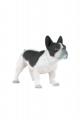 French Black White Bulldog