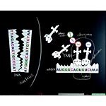 Protein Synthesis Chalkboard Model
