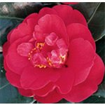 Review   / Camellia Grand Slam