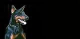 AIRBRUSHED LICENSE PLATES - DOBERMAN - #38