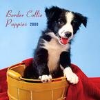 Border Collie Puppies 2009 Wall Calendar