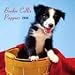 Border Collie Puppies 2009 Wall Calendar