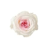 Preserving　大地農園　ローズ・まりひめ・小　シャンパンピンク　9輪　Φ2.8〜3.4cm　 プリザーブドフラワー