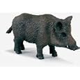 Wild boar