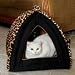 Pet Hotel for Cats, Small Dogs and Other Critters