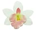 Karen Marie - Le Fleur Collection - Large Cymbidium Orchid - White w/Pink