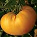 Amana Orange Tomato 125 Seeds