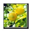 Dwarf Eureka Lemon Tree, One Gallon Container