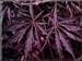 Inaba Shidare Red Lace Leaf Japanese Maple - 1 Year Graft