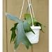 Staghorn Fern 6