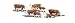 Search : HO Hereford Cows