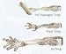 FRANCIS I SUGAR TONGS