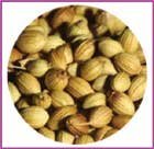 Indus Organic Corinader Seeds Powder