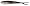 Black Shad