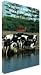 Historic Meat Production and Inspection Film Collection on DVD - Beef and Port Production Techniques, a Tour of Hormel, the Makers of Spam and More