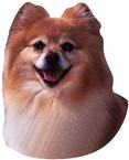 Pomeranian Super Sticker2008