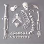 One-Half Disarticulated Budget Skeleton with Skull Model#AW-CHA4/1