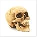 Grinning Realistic Replica Human Skull Home Statue