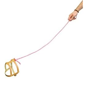 Magic Tricks | Invisible Dog Lead