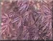 Tamukeyama Japanese Maple Tree Five Gallon